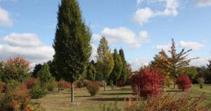 Baumschule, Ley, Meckenheim, Straßenbäume, Alleebäume, Arboretum