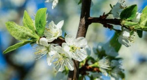 Baumschule, Ley, Meckenheim, Straßenbäume, Alleebäume, Blüte