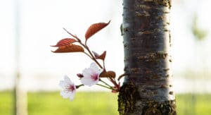 Baumschule, Ley, Meckenheim, Straßenbäume, Alleebäume, Trieb Blüte