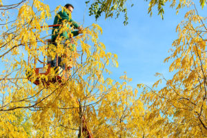 Baumschule, Ley, Meckenheim, Straßenbäume, Alleebäume, Herbst Krone Schnitt