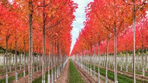 Baumschule, Ley, Meckenheim, Straßenbäume, Alleebäume, Herbst