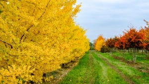 Baumschule, Ley, Meckenheim, Straßenbäume, Alleebäume, Herbst Gelb Indian Summer